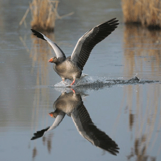 Ein Greifvogel landet auf dem Wasser